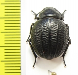 Pimelia monticola  Spain - INSECTS-STORE.RU