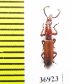 Brentidae sp.  South Africa Rep. - INSECTS-STORE.RU