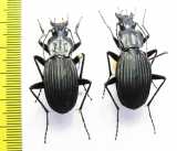 Eudromus sp., pair  Madagascar - INSECTS-STORE.RU