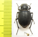 Tadzhikistania mystacea  Tajikistan - INSECTS-STORE.RU