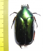 Agestrata sp., male  Malaysia - INSECTS-STORE.RU