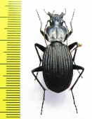 Eudromus sp.  Madagascar - INSECTS-STORE.RU