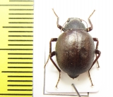 Tenebrionidae sp.  Chile - INSECTS-STORE.RU