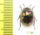 Tenebrionidae sp.  Philippines - INSECTS-STORE.RU