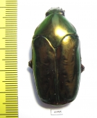 Agestrata sp., female  Malaysia - INSECTS-STORE.RU