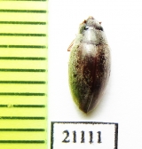 Gyrinidae sp.  Kirgizstan - INSECTS-STORE.RU