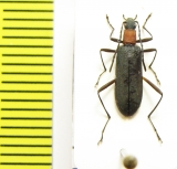 Oedemeridae sp.?  Vietnam - INSECTS-STORE.RU