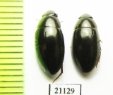 Hydrophilidae sp.  Indonesia, Sumatra - INSECTS-STORE.RU