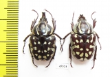 Hypselogenia nyassica, pair  Tanzania - INSECTS-STORE.RU