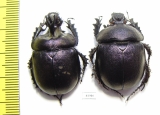 Enoplotrupes scharpi, pair  Thailand - INSECTS-STORE.RU