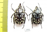 Hypselogenia nyassica, pair  Tanzania - INSECTS-STORE.RU