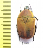 Dischista rufa  South Africa Rep. - INSECTS-STORE.RU