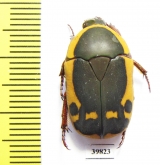 Pachnoda impressa?  South Africa Rep. - INSECTS-STORE.RU