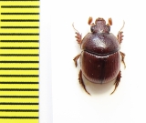 Bolboceratinae sp.  South Africa Rep. - INSECTS-STORE.RU