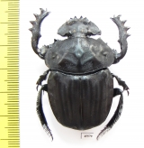 Pachylomera femoralis, male  South Africa Rep. 45mm - INSECTS-STORE.RU