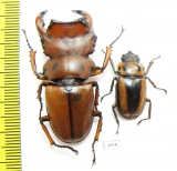 Homoderus mellyi, pair  Cameroon 47mm - INSECTS-STORE.RU