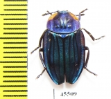 Necrophila renatae  Indonesia, Sulawesi - INSECTS-STORE.RU