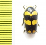 Chrysomelidae sp.  South Africa Rep. - INSECTS-STORE.RU