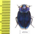 Necrophila renatae  Indonesia, Sulawesi - INSECTS-STORE.RU