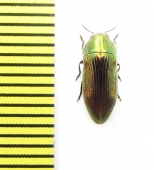 Buprestidae sp.  South Africa Rep. - INSECTS-STORE.RU