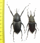 Macrochirus sp., pair  Indonesia, Java 73mm - INSECTS-STORE.RU