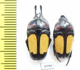Dicheros bicornis rowelli, pair  Philippines - INSECTS-STORE.RU