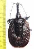 Mormolyce phyllodes  Malaysia  95mm - INSECTS-STORE.RU
