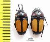 Dicheros bicornis rowelli, pair  Philippines - INSECTS-STORE.RU