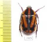 Atrichiana placida ssp.  South Africa Rep. - INSECTS-STORE.RU