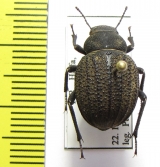 Pimelia mittrei  Israel - INSECTS-STORE.RU