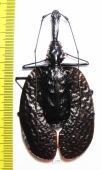 Mormolyce phyllodes  Malaysia  93mm - INSECTS-STORE.RU