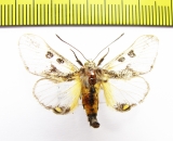 Erebidae sp.?  Bolivia - INSECTS-STORE.RU