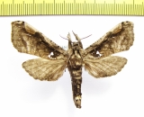 Noctuidae sp.?  Ecuador - INSECTS-STORE.RU