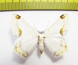 Geometridae sp.  Honduras - INSECTS-STORE.RU