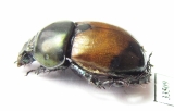 Phelotrupes bicolor  China - INSECTS-STORE.RU