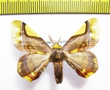 Erebidae sp.  Ecuador - INSECTS-STORE.RU