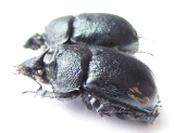 Enoplotrupes yunnanus, pair  China - INSECTS-STORE.RU