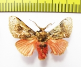 Erebidae sp.  Bolivia - INSECTS-STORE.RU