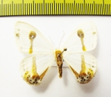 Geometridae sp.  Bhutan - INSECTS-STORE.RU