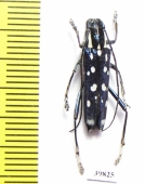 Macroglenea venus  Indonesia, Sulawesi - INSECTS-STORE.RU