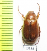 Amphimallon assimilis  France - INSECTS-STORE.RU