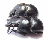 Lethrus superbus, pair  Uzbekistan - INSECTS-STORE.RU