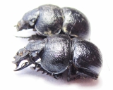 Lethrus aequidentatus, pair  Kazakhstan - INSECTS-STORE.RU