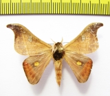 Saturniidae sp.  Bolivia - INSECTS-STORE.RU