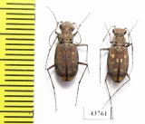 Lophyra sp.  Tunis - INSECTS-STORE.RU