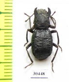 Mechanetes sp.  Malaysia - INSECTS-STORE.RU