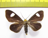 Erebidae sp.  Bolivia - INSECTS-STORE.RU