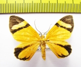 Geometridae sp.  Honduras - INSECTS-STORE.RU