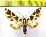 Erebidae sp.  Ecuador - INSECTS-STORE.RU