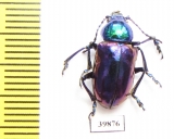 Chrysochares asiaticus  Kazakhstan - INSECTS-STORE.RU